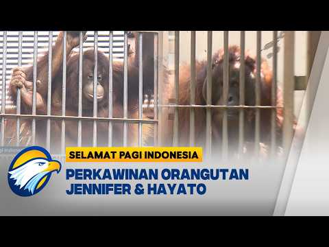 Cegah Kepunahan, Sepasang Orangutan Kalimantan Kawin di Jepang
