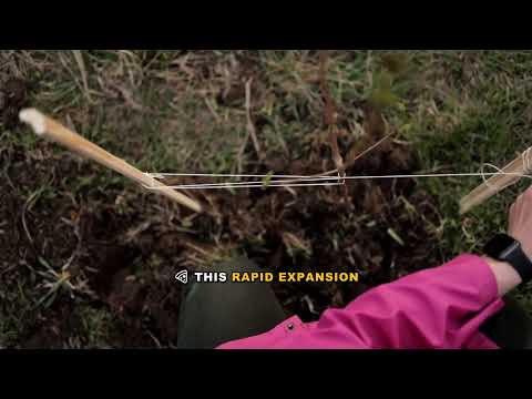 LeBron James' Smart Investment in Blaze Pizza - Everything You Need to Know