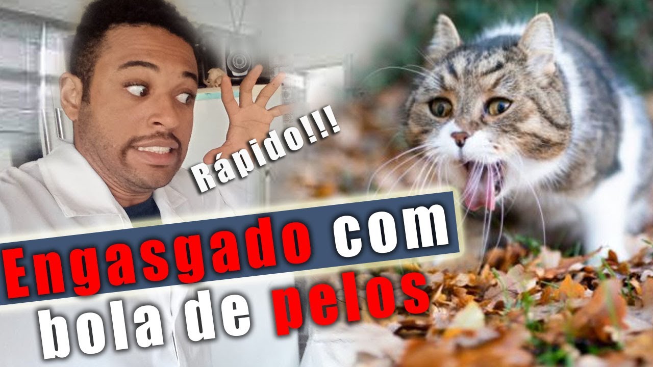 Gato ENGASGADO com BOLA DE PELOS!  O que fazer?