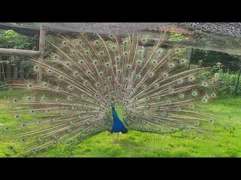 Pfaue auf der Lama Ranch Narvanas