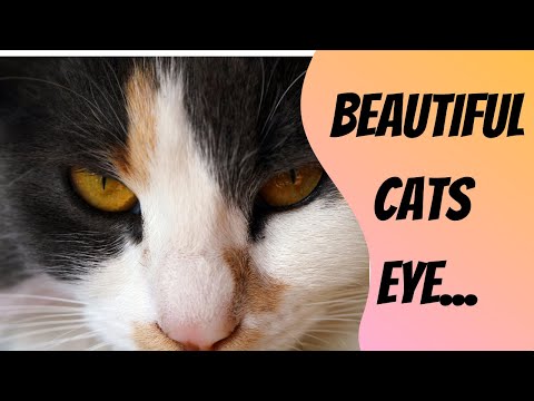 Why You Should Never Look Into Cat's Eyes