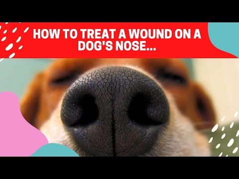 YouTube video about: Can you pierce a dog's nose?