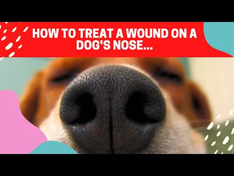 🐶 How To Treat a Wound On a Dog's Nose