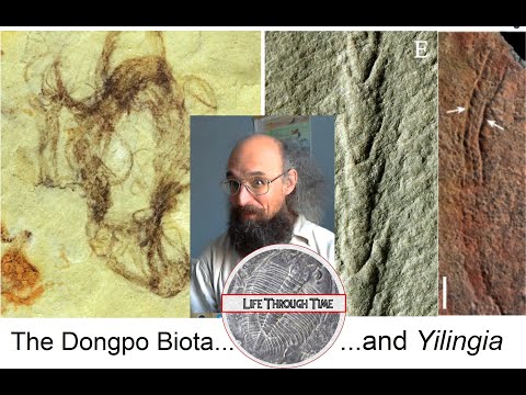 The Ediacaran Dongpo Biota... and Yilingia