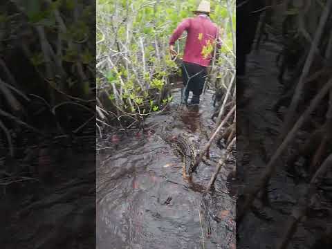 COCODRILEANDO en la Ciénaga de Zapata.