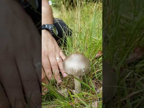 Svamp för alla - Hur vi artbestämmer svamp