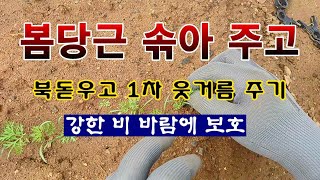 [텃밭농부 1,850]  봄당근 솎아 주고 북돋우고 1차 웃거름 주는 방법. 강한 비 바람에 보호하기. #당…