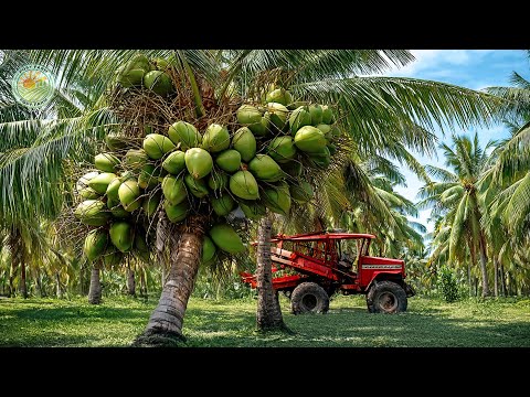 How Thai Farmers Harvest Millions of Tons of Coconut! Thailand Street Food
