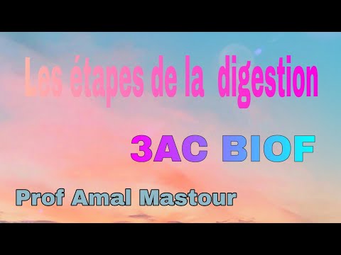 Les étapes de la digestion
