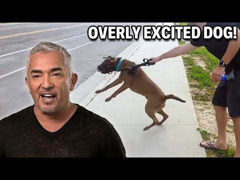 How Humans Being Inactive Impacts Dog Behavior | Cesar 911 Season 3, Ep. 9 - Part 1