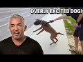 How Humans Being Inactive Impacts Dog Behavior Cesar 911 Season 3 Ep 9 Part 1