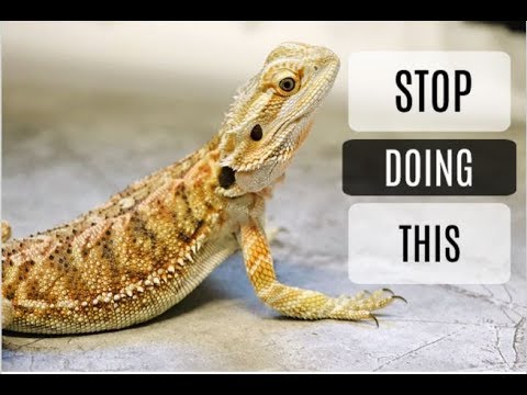 YouTube video about: How to make bearded dragon happy?