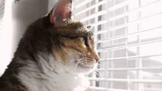 Meet Schrodinger the Cat