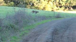 preview picture of video 'Bobcat at San McDonald Park #1'
