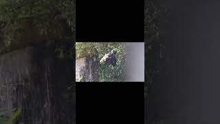 #shorts【サバゲ】カメラの理想と現実　#エアガン　#サバゲ 　#FPS 　#ガバメント #airsoft #サバゲー