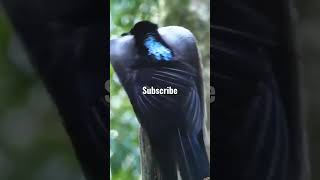 Download lagu Suara Tembakan Cenderawasih Paruh Sabit Kuri Kuri #viral mp3 Download lagu Suara Tembakan Cenderawasih Paruh Sabit Kuri Kuri #viral mp3