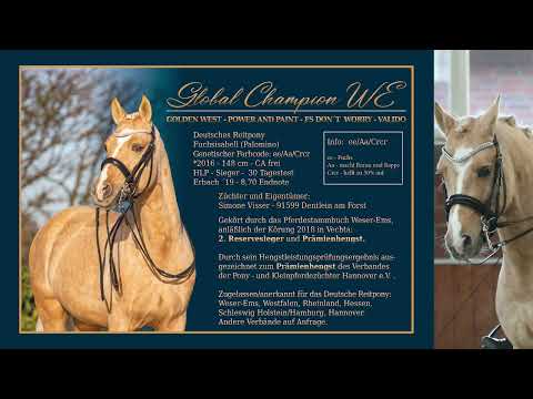 Reitponyhengst Global Champion WE von Golden West