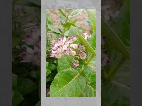 geedka boocda iyo cafimadka kujira