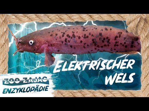 ELEKTRISCHER WELS | FISCHENZYKLOPÄDIE | Zoo Zajac