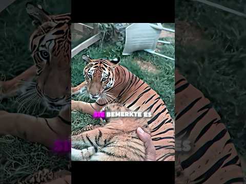 Die Tiger-Mutter war misstrauisch 😨🐯
