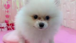 ポメラニアンの動画01