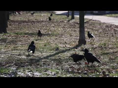 Hooded Crox (Corvus cornix) and The rook (Corvus frugilegus)