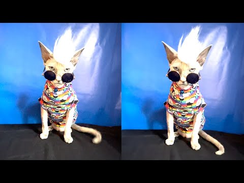 Cat Dresses Up As A Punk (Pets dressed up in Fancy Dress)