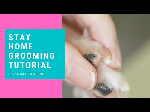 Simple Grooming you can do at Home During Covid-19 Lockdown | Nails Clipping