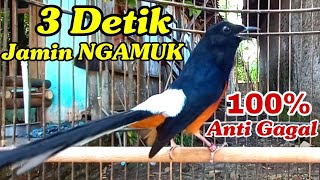 Download lagu Pancingan Murai batu 3 Detik saja Bikin NGAMUK langsung BONGKAR MATERI mp3 Download lagu Pancingan Murai batu 3 Detik saja Bikin NGAMUK langsung BONGKAR MATERI mp3