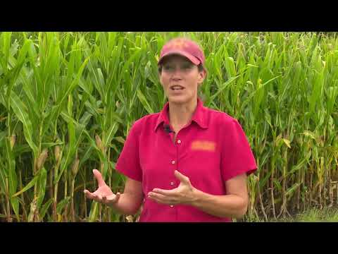 Corn Stalk Disease Scouting
