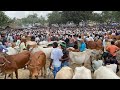 Cheapest Indian Cow Market West Bengal Cow Farming West Bengal