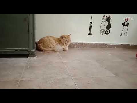 Cat's 🐈 vs Car 🚘| Shaikh firdous