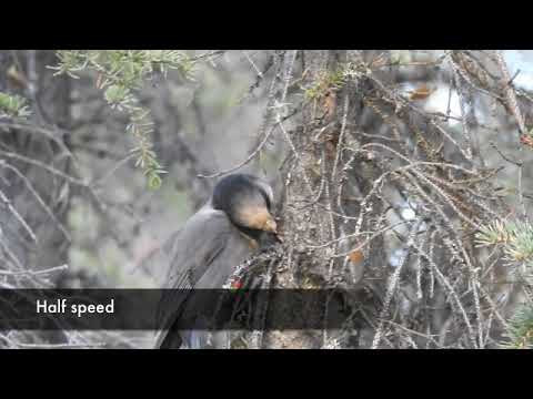 Canada jay food caching