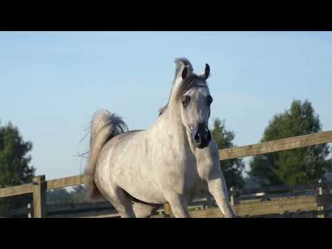 ⭐ PRESTIGE AL HMOUD ⭐ (Azeem Ibn Justice x Sama Basem) - STC AUCTION 2022