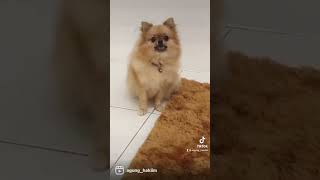 Download lagu Pulang kampung dari Jakarta ke indramayu naik motor berdua bareng Queen Minipomeranian mp3