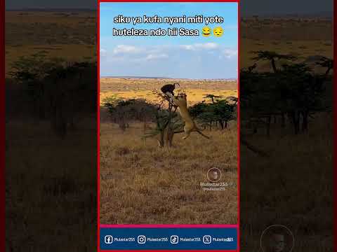 Huwezi Kuamini: Siku Ya Kifo Chake! Miti Yote Yateleza Na Nyani Kuliwa Na Simba! #shorts