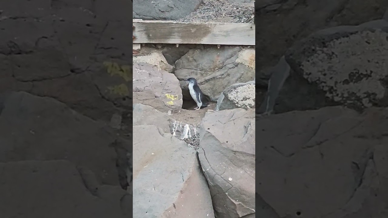 YouTube Short thumbnail