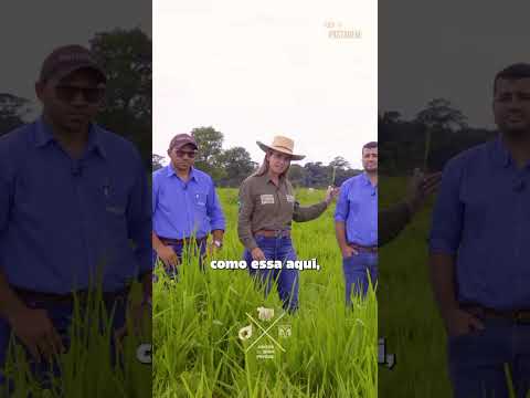Pecuária do futuro em ação: tecnologia e sustentabilidade direto de Vila Rica/MT | Tour da Pastagem