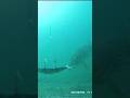 Video Thumbnail for #pike checking the bait  #shorts #fishing #like