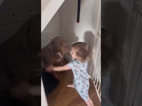 Bestfriends forever.. she comes down every morning for a cuddle and Meko js waiting ❤️  #xlbully