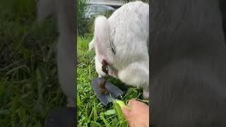 Do you collect your dog’s poo? Many people don’t do that #shorts #dog #youtube  #animal