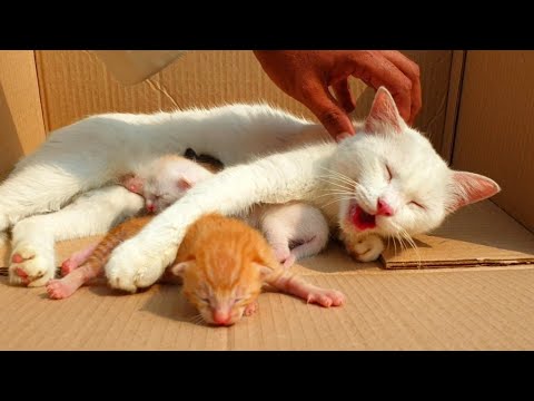 Try to save life of abandoned Mother Cat and her newborn kittens