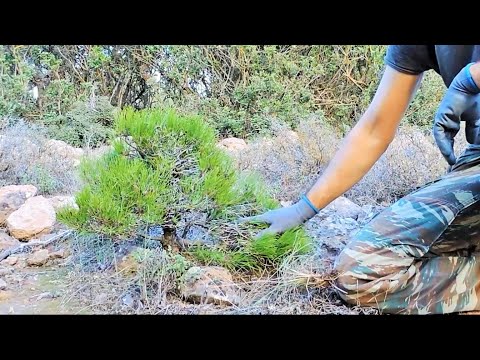 Pine Tree Yamadori Hunting - 60 Minutes of Bonsai Inspiration From Nature