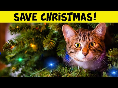 How Do You Keep A Cat AWAY From Your CHRISTMAS TREE