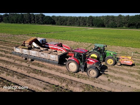 4k Harvest 2023 - Three Musketeers (3Ms) potato harvesting in Wantisden. Grimme, JD and Case kit.