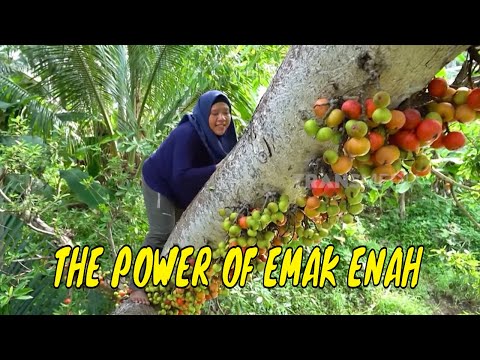 [FULL] PERJUANGAN EMAK ENAH BERBURU BAHAN OLAHAN | ENAH BIKIN ENAK (31/10/24)