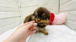 ハーフ犬の動画01