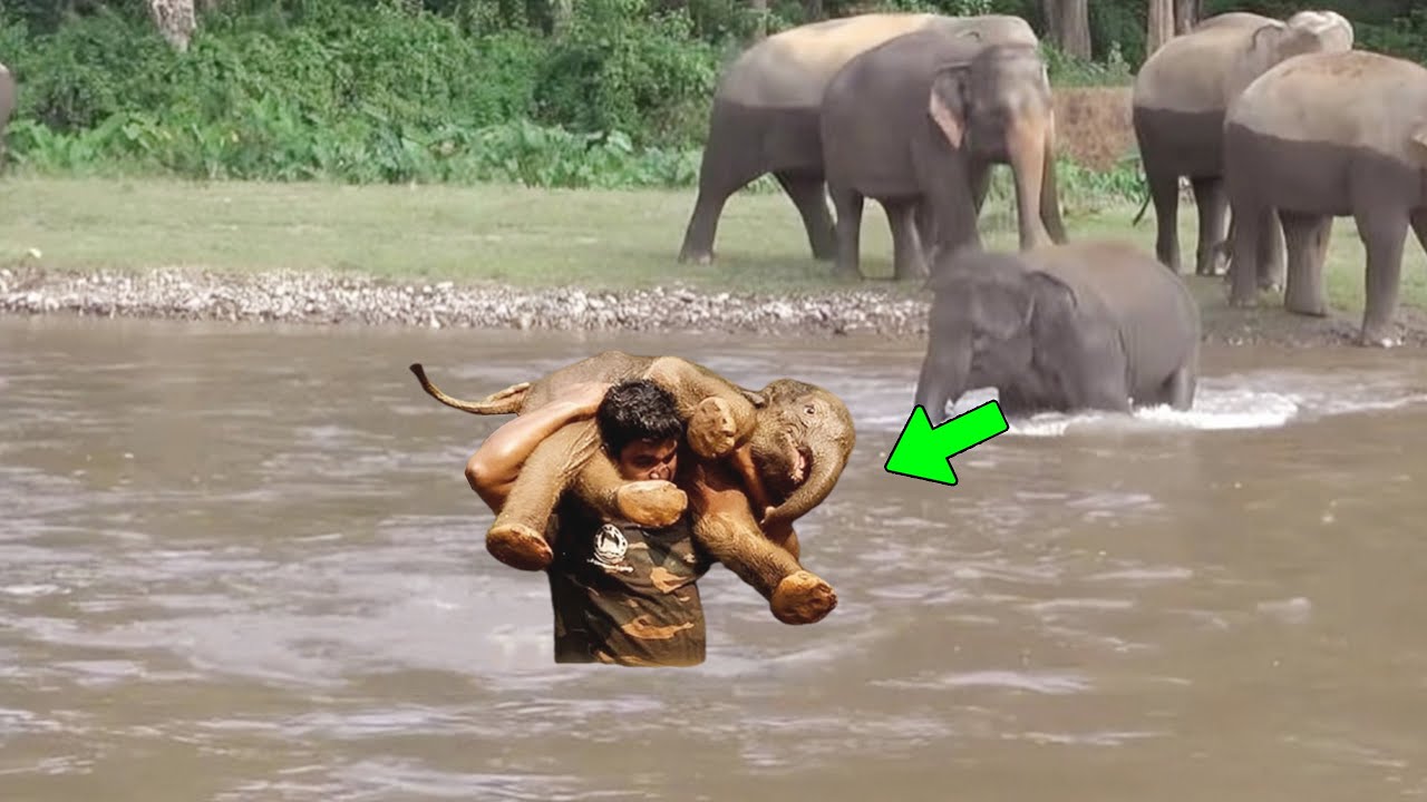 A Man Rescues Drowning Baby Elephant, Then The Herd Does Something Unexpected