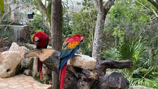 Cruise stop XCARET tourist park in Mexico మెక్సికోలోని Xcaret పర్యాటక park