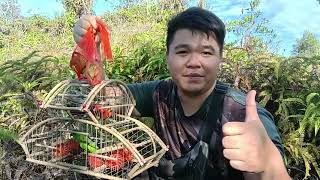 Download lagu Cobalah keberuntungan Anda menarik perhatian Serindit menggunakan Serindit betina solo.. mp3